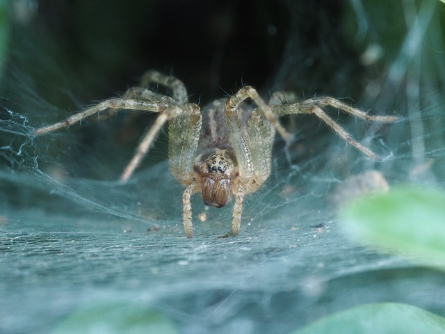 蜘蛛 恐怖性质 昆虫 - 上的免费照片