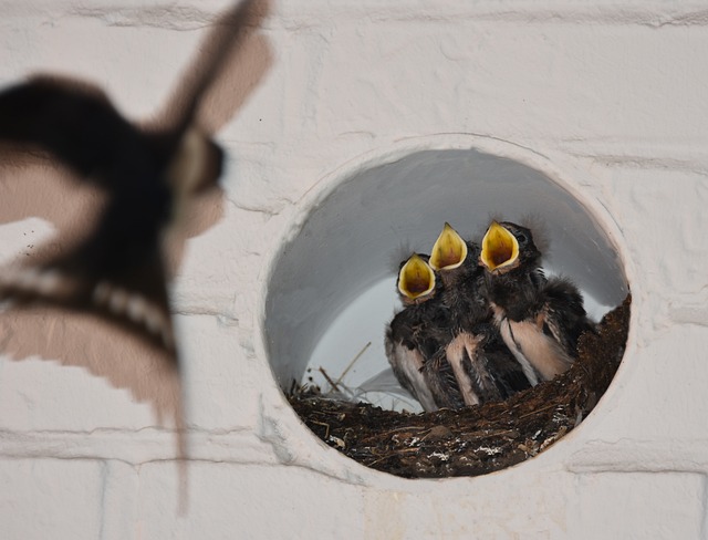 家燕 巢 喂食 - 上的免费照片