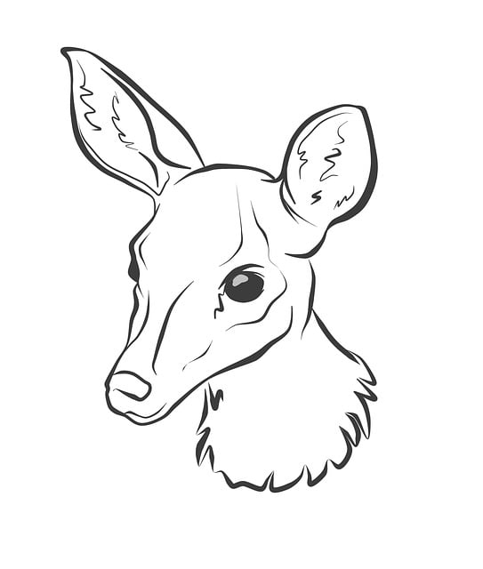 鹿 动物 线条艺术 - 上的免费图片