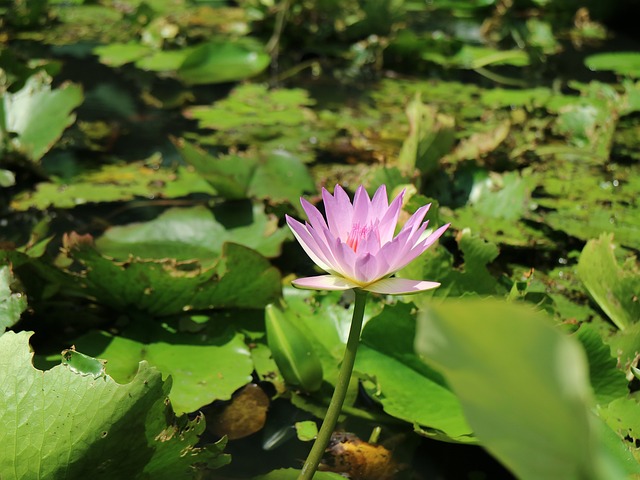 蓮花 開花 蓮花池 - 上的免费照片