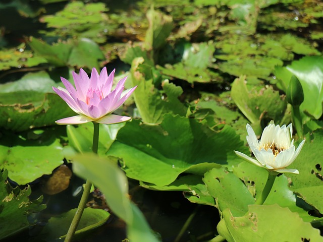 紫蓮花 開花 蓮花池 - 上的免费照片