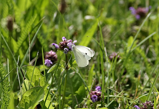 蝴蝶 Bielinek 白色的 - 上的免费照片