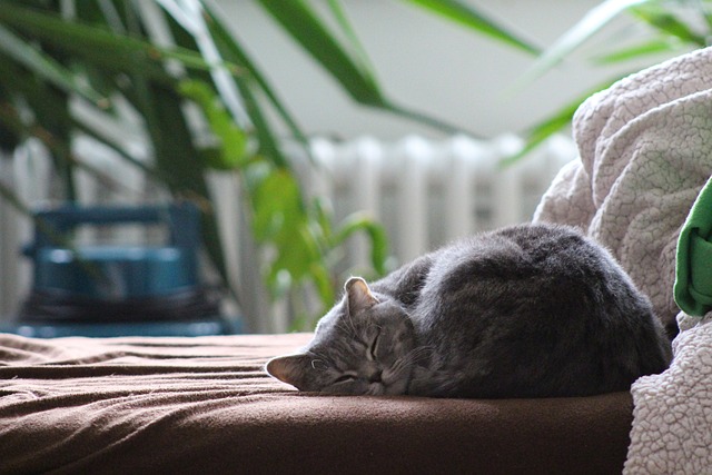 猫 英国短毛猫 睡猫 - 上的免费照片