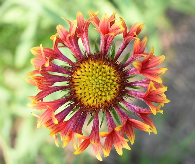 Gaillardia 花 - 上的免费照片