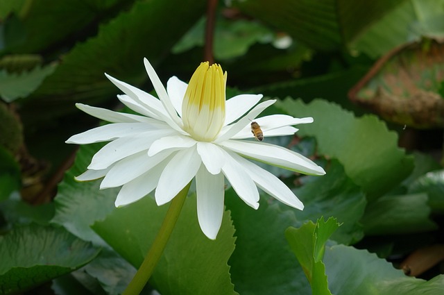 睡蓮 蓮花 水芙容 - 上的免费照片