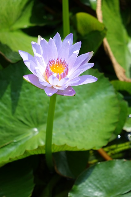 睡蓮 蓮花 水芙容 - 上的免费照片