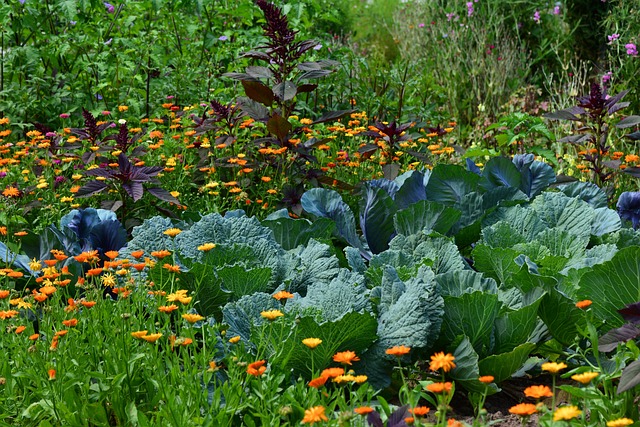 白菜 花园 蔬菜种植 - 上的免费照片