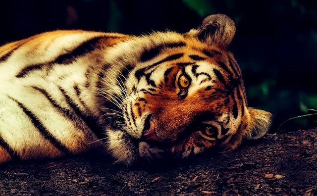 老虎 动物 野生动物 - 上的免费照片