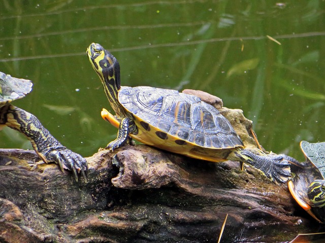 龟 佛罗里达龟 水生 - 上的免费照片