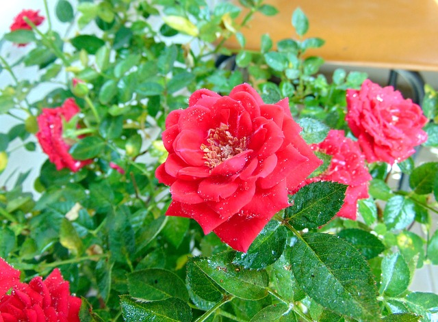 玫瑰 植物 观赏植物 - 上的免费照片