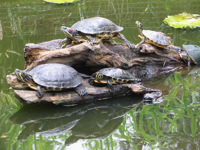 龟 佛罗里达龟 水生 - 上的免费照片