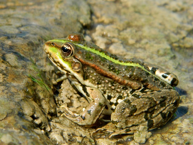 青蛙 沼泽 蟾蜍 - 上的免费照片
