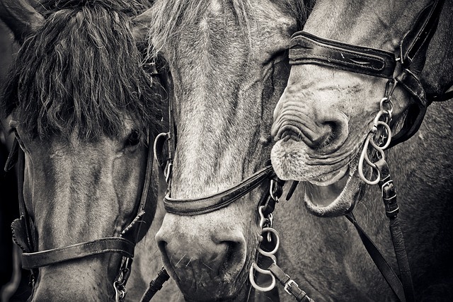 马匹 马头 动物 - 上的免费照片