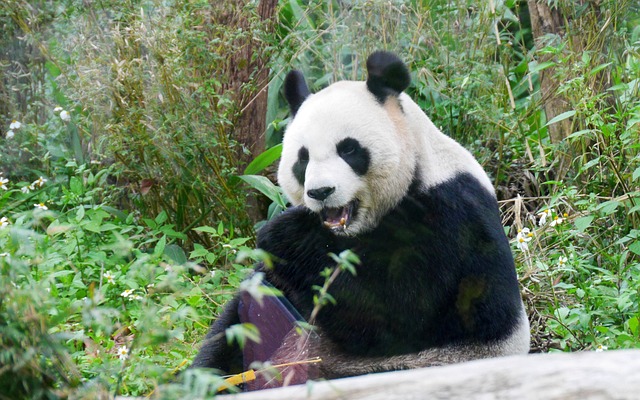 貓熊 動物園 - 上的免费照片