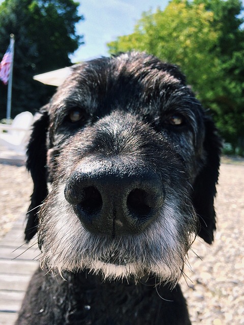 狗 犬类 Goldendoodle - 上的免费照片