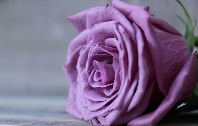 玫瑰 弗洛里邦达 玫瑰绽放 - 上的免费照片