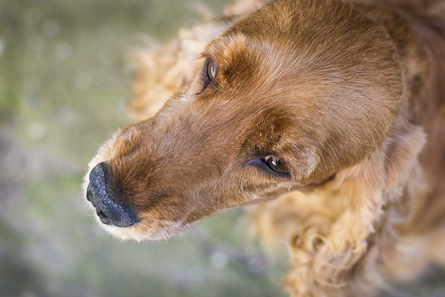 Coker 西班牙猎犬 英语 - 上的免费照片