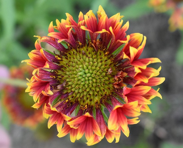 Gaillardia 花 - 上的免费照片