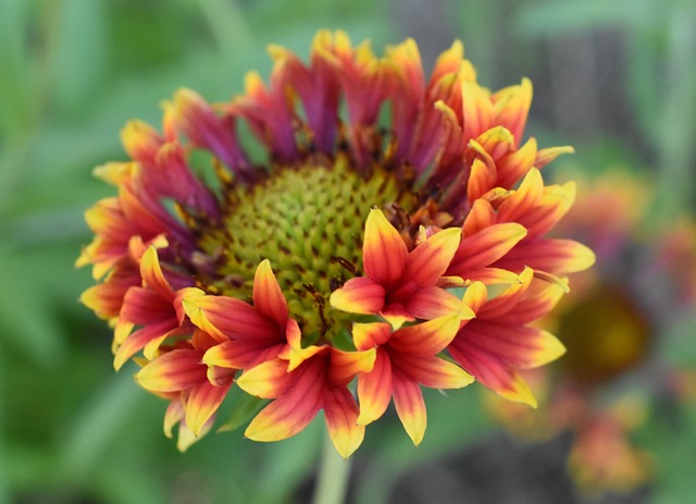 Gaillardia 花 - 上的免费照片