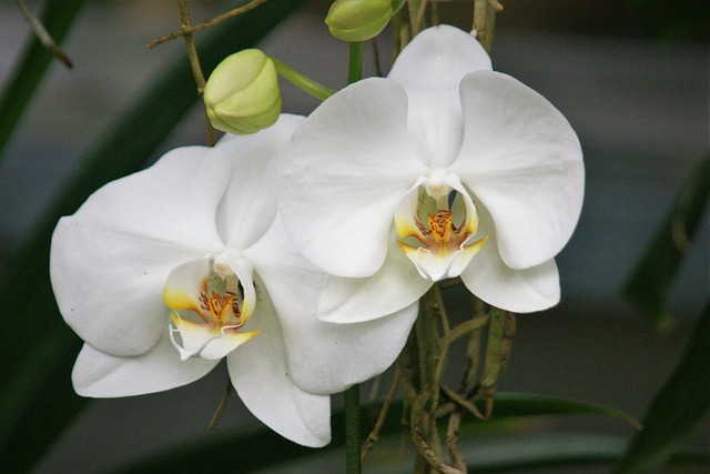 兰花 白色的 开花 - 上的免费照片