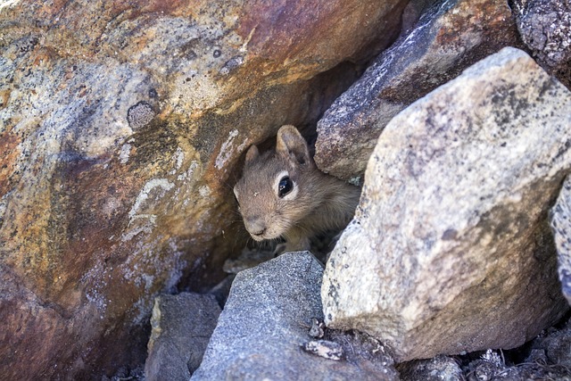 花栗鼠 松鼠 哺乳动物 - 上的免费照片