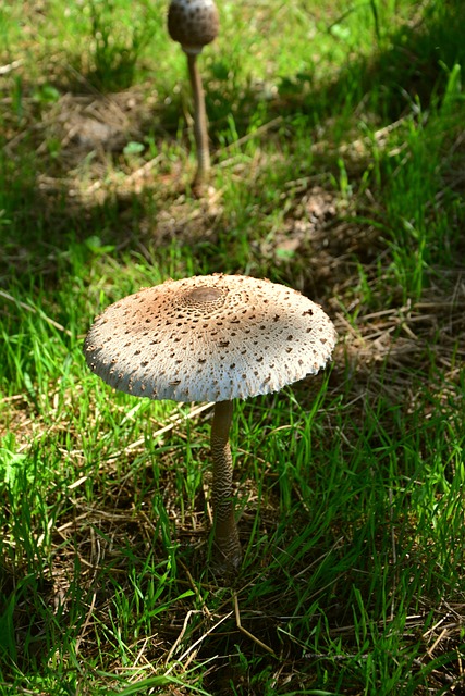 巨型 Schirmling Macrolepiota 蘑菇 - 上的免费照片