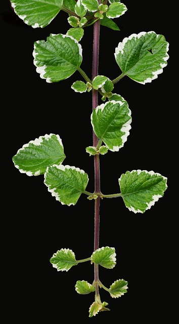 香植物 蛾国王 香 - 上的免费照片