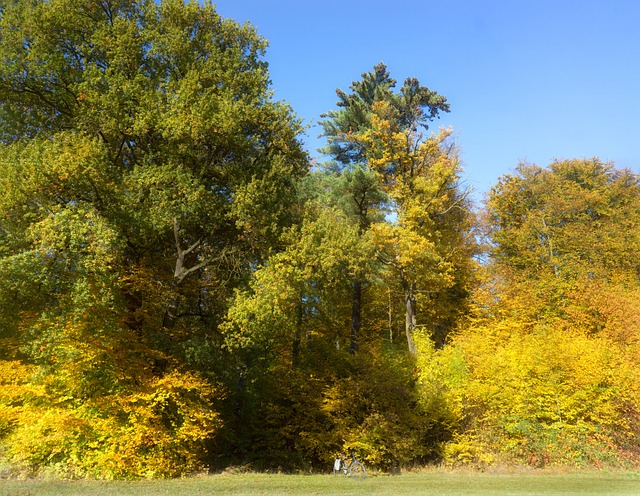 Früherbst 森林的边缘 户外的 - 上的免费照片