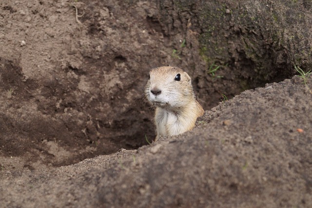 草原土拨鼠 啮齿动物 动物 - 上的免费照片