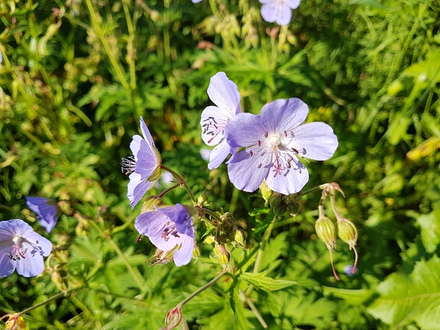 花 菊苣 蓝花 - 上的免费照片