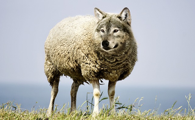 披着羊皮的狼 狼 羊 - 上的免费照片