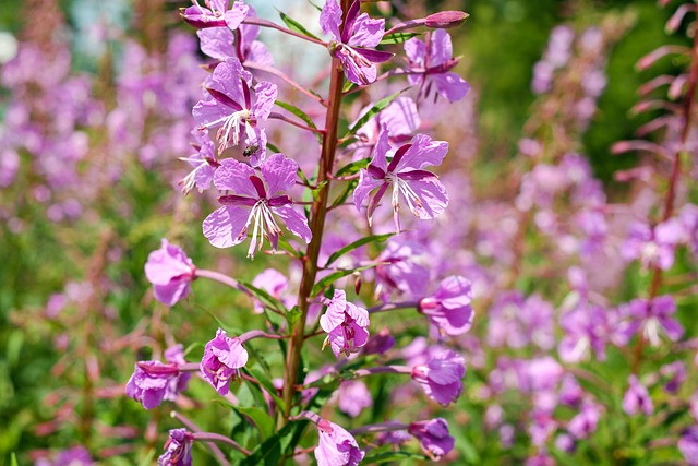 Epilobium 狭叶兰 花 开花 - 上的免费照片