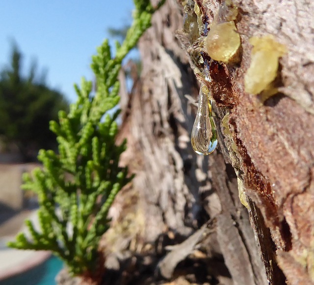 下降的Sap 树液 晶Sap - 上的免费照片