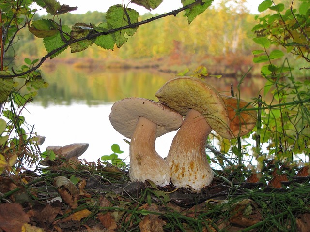 白色的蘑菇 兄弟 苔藓 - 上的免费照片