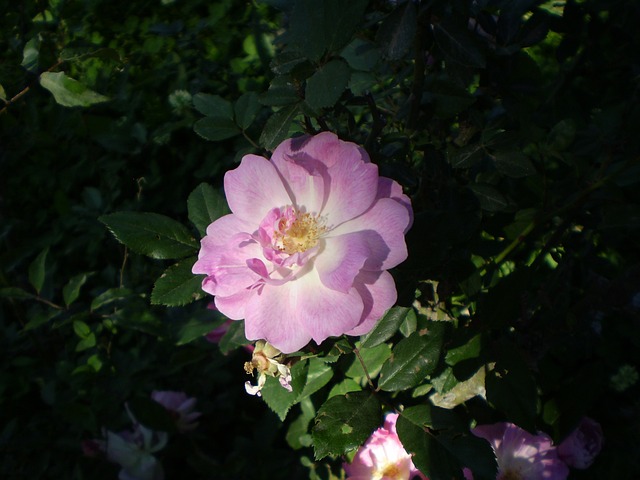 玫瑰 粉红色的花 半影 - 上的免费照片