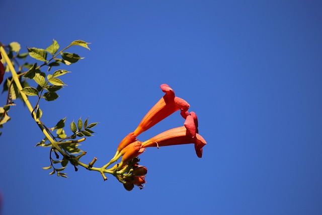 天使小号 Brugmansia Sanguinea 红色花 - 上的免费照片