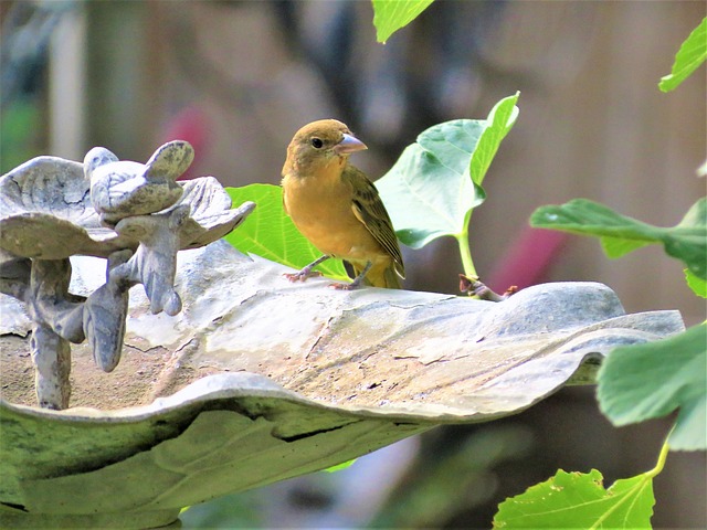 鸟 黄色 棕褐色 - 上的免费照片