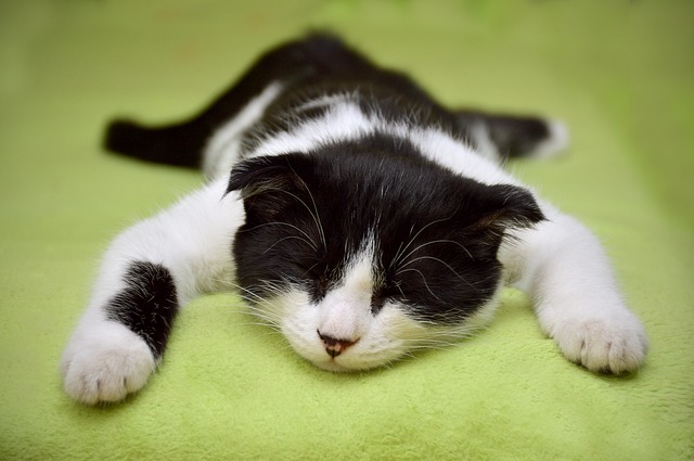 猫 睡猫 猫科动物 - 上的免费照片