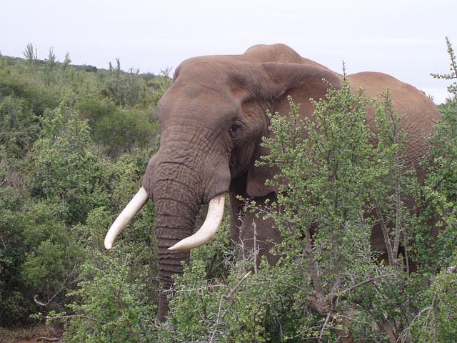 Olifant 南Afrika 荒野 - 上的免费照片