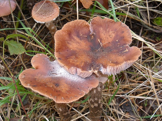 Paddenstoel 垫脚垫 Herfst - 上的免费照片