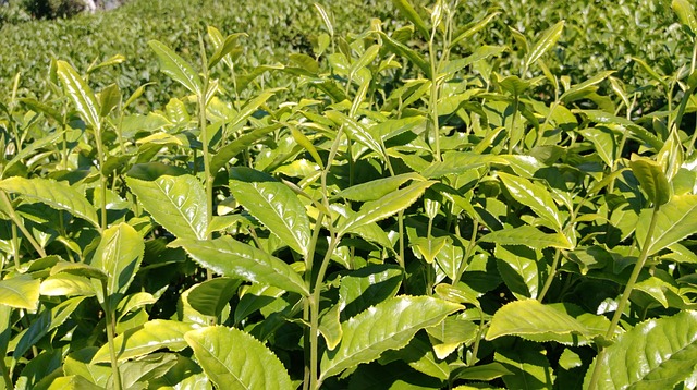 茶 茶园 草本植物 - 上的免费照片