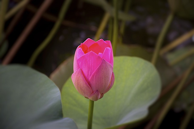 水葫芦 花 - 上的免费照片