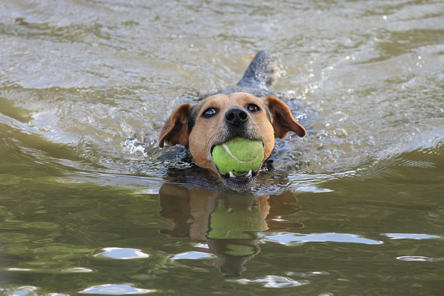 狗 游泳 玩 - 上的免费照片
