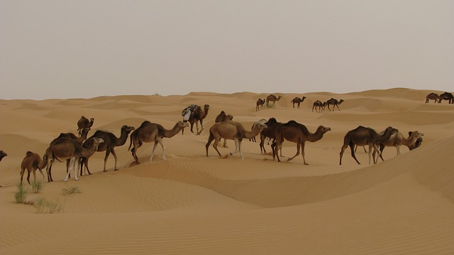 骆驼 沙漠 突尼斯 - 上的免费照片