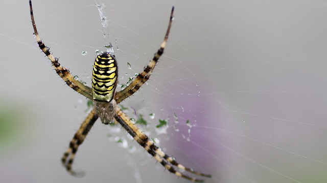 蜘蛛 Argiope Bruennichi 大黄蜂 - 上的免费照片