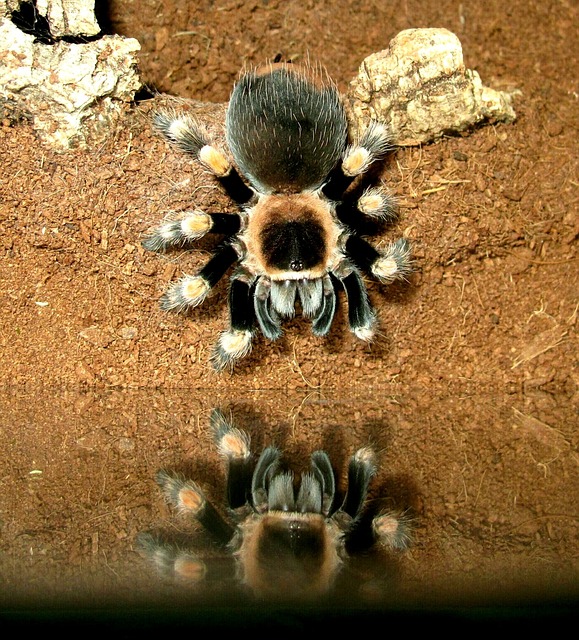 蜘蛛 Brachypelma - 上的免费照片