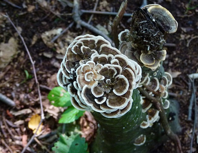 支架真菌 菌 括号 - 上的免费照片