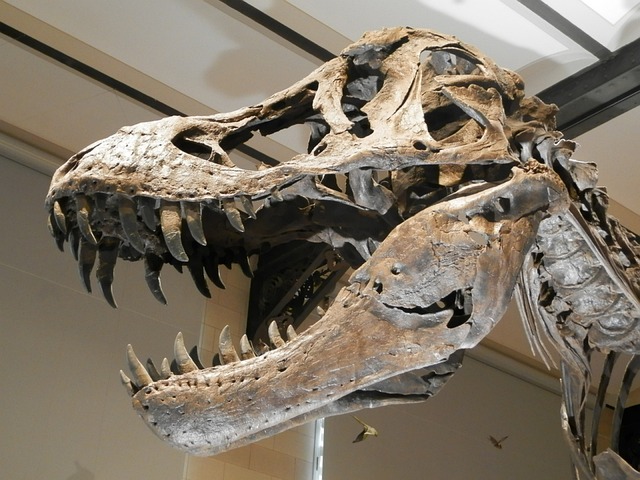 恐龙 骨骼 恐龙骨架 - 上的免费照片