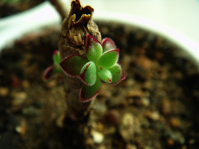 肉质的 芽 盆栽的植物 - 上的免费照片