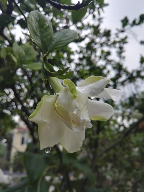 栀子花 雨后 - 上的免费照片